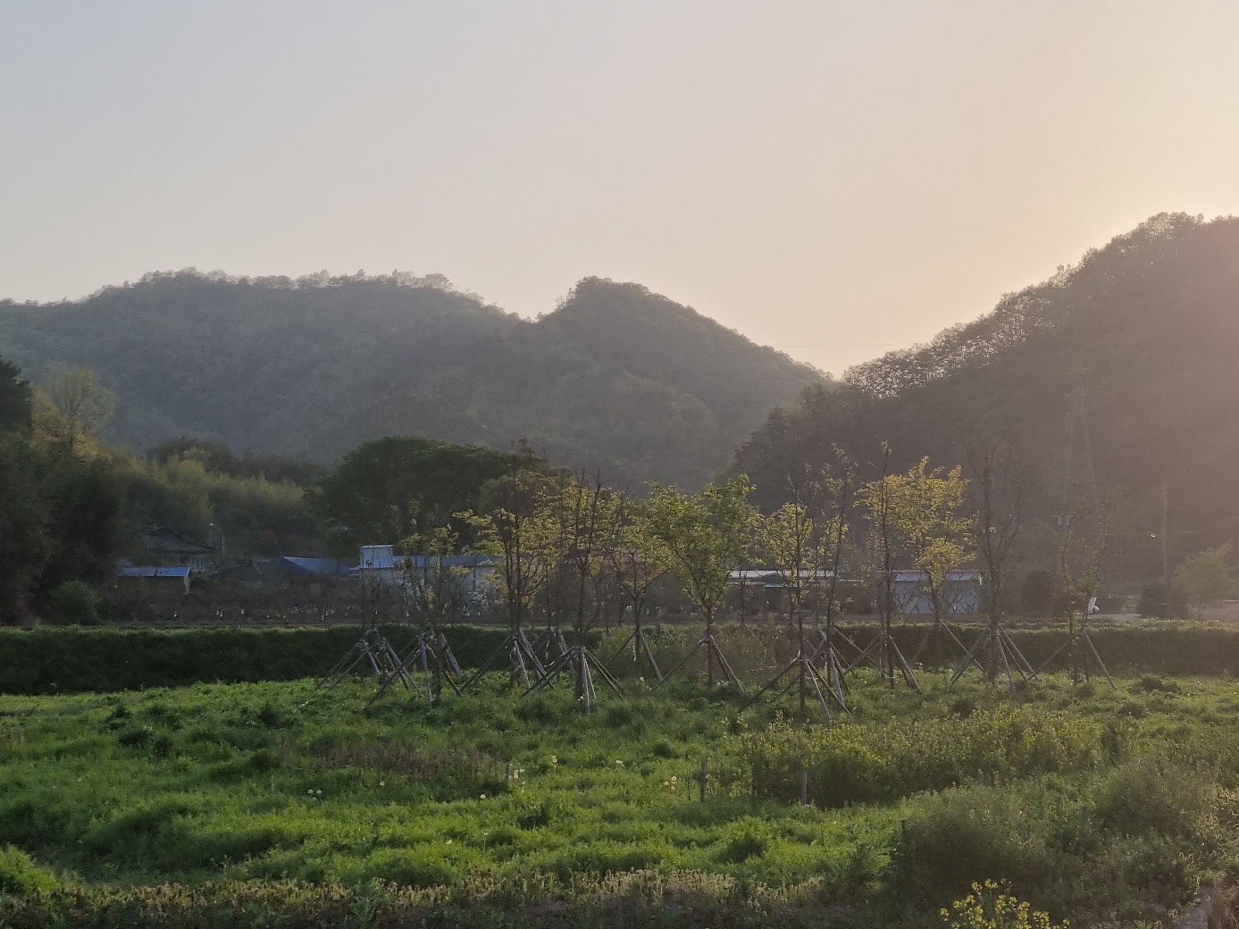 한대리