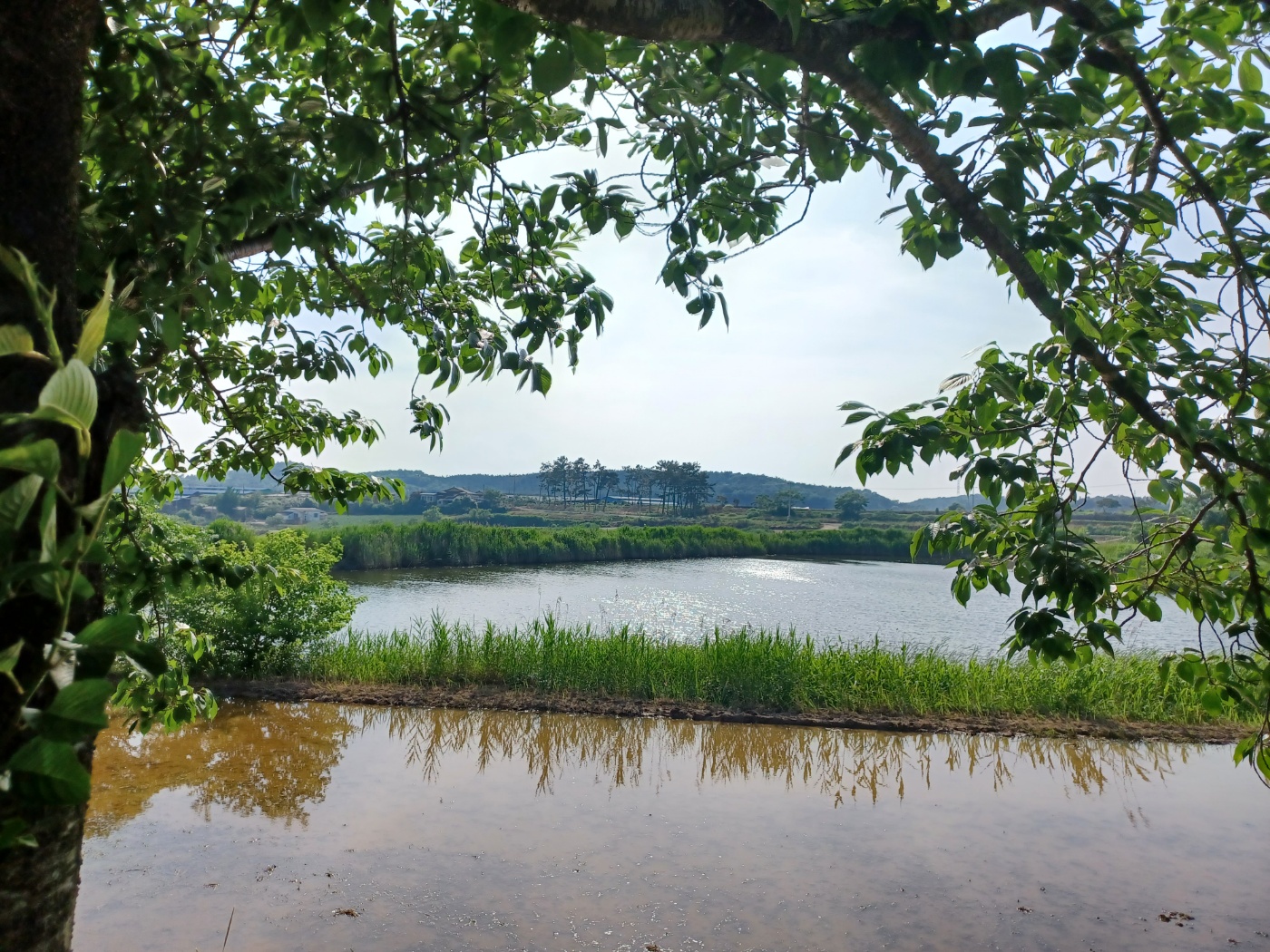 백계2리
